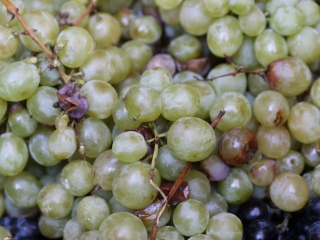 Szüreti mulatság a Hild iskolában - fotó: Ónodi Zoltán