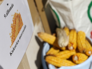 Szüreti mulatság a Hild iskolában - fotó: Ónodi Zoltán