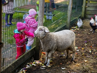 Állatok Világnapja- Ovisok az Arborétumban - fotó: Ónodi Zoltán