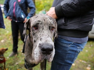 Nemzetközi CAC Kutyabemutató a kempingben - fotó: Ónodi Zoltán