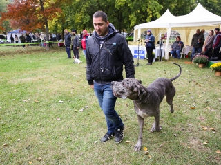 Nemzetközi CAC Kutyabemutató a kempingben - fotó: Ónodi Zoltán