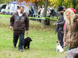 Nemzetközi CAC Kutyabemutató a kempingben - fotó: Ónodi Zoltán
