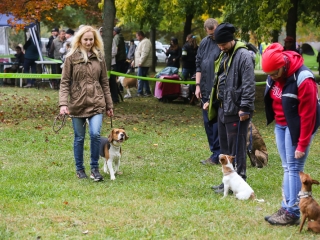 Nemzetközi CAC Kutyabemutató a kempingben - fotó: Ónodi Zoltán