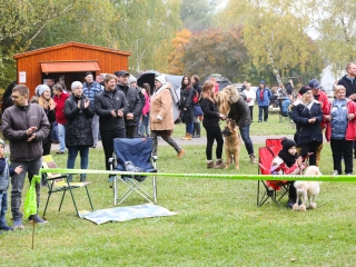 Nemzetközi CAC Kutyabemutató a kempingben - fotó: Ónodi Zoltán