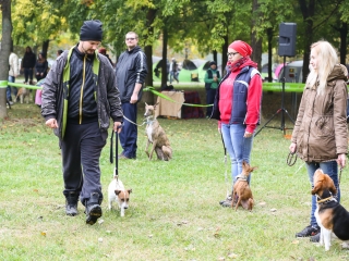 Nemzetközi CAC Kutyabemutató a kempingben - fotó: Ónodi Zoltán