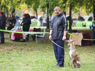 Nemzetközi CAC Kutyabemutató a kempingben - fotó: Ónodi Zoltán