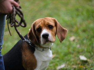 Nemzetközi CAC Kutyabemutató a kempingben - fotó: Ónodi Zoltán