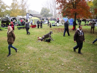 Nemzetközi CAC Kutyabemutató a kempingben - fotó: Ónodi Zoltán