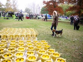 Nemzetközi CAC Kutyabemutató a kempingben - fotó: Ónodi Zoltán