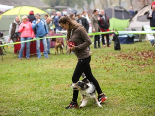 Nemzetközi CAC Kutyabemutató a kempingben - fotó: Ónodi Zoltán