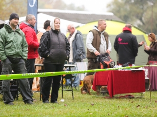 Nemzetközi CAC Kutyabemutató a kempingben - fotó: Ónodi Zoltán
