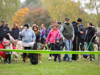 Nemzetközi CAC Kutyabemutató a kempingben - fotó: Ónodi Zoltán