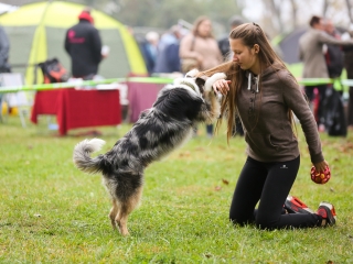 Nemzetközi CAC Kutyabemutató a kempingben - fotó: Ónodi Zoltán