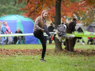 Nemzetközi CAC Kutyabemutató a kempingben - fotó: Ónodi Zoltán