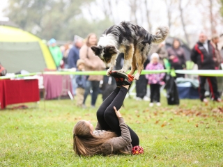 Nemzetközi CAC Kutyabemutató a kempingben - fotó: Ónodi Zoltán