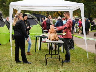 Nemzetközi CAC Kutyabemutató a kempingben - fotó: Ónodi Zoltán