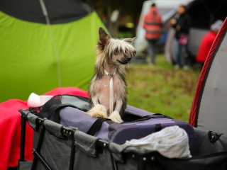 Nemzetközi CAC Kutyabemutató a kempingben - fotó: Ónodi Zoltán