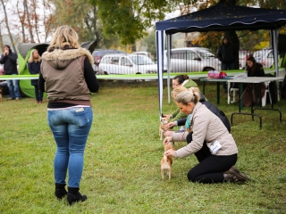 Nemzetközi CAC Kutyabemutató a kempingben - fotó: Ónodi Zoltán