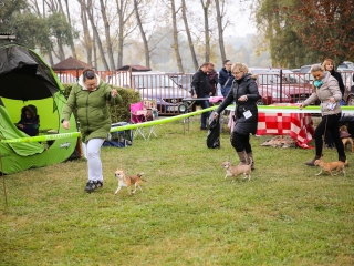 Nemzetközi CAC Kutyabemutató a kempingben - fotó: Ónodi Zoltán