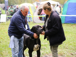 Nemzetközi CAC Kutyabemutató a kempingben - fotó: Ónodi Zoltán