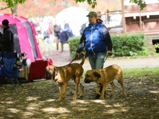 Nemzetközi CAC Kutyabemutató a kempingben - fotó: Ónodi Zoltán
