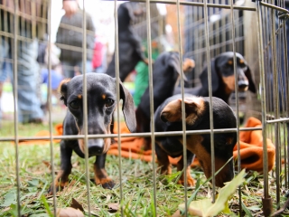 Nemzetközi CAC Kutyabemutató a kempingben - fotó: Ónodi Zoltán