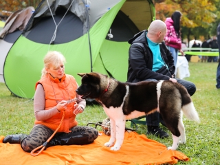 Nemzetközi CAC Kutyabemutató a kempingben - fotó: Ónodi Zoltán