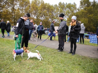 Nemzetközi CAC Kutyabemutató a kempingben - fotó: Ónodi Zoltán