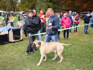Nemzetközi CAC Kutyabemutató a kempingben - fotó: Ónodi Zoltán