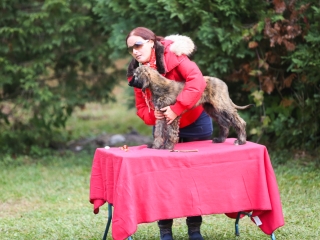 Nemzetközi CAC Kutyabemutató a kempingben - fotó: Ónodi Zoltán