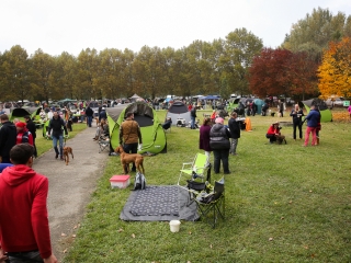 Nemzetközi CAC Kutyabemutató a kempingben - fotó: Ónodi Zoltán