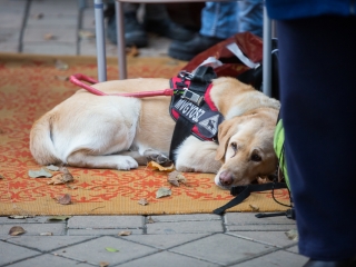 Advent első vasárnapja a Rómain (2016) - fotó: Ónodi Zoltán