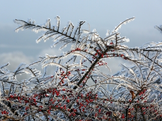 Téli képek városunkról - fotó: Sándor Judit