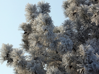 Téli képek városunkról - fotó: Sándor Judit