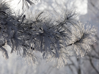 Téli képek városunkról - fotó: Sándor Judit