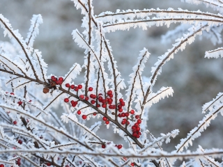 Téli képek városunkról - fotó: Sándor Judit
