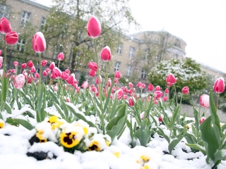 Hull a pelyhes áprilisi hó...  - fotó: Sándor Judit