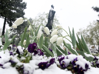 Hull a pelyhes áprilisi hó...  - fotó: Sándor Judit