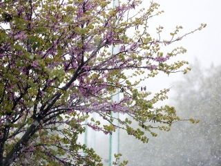 Hull a pelyhes áprilisi hó...  - fotó: Sándor Judit