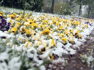 Hull a pelyhes áprilisi hó...  - fotó: Sándor Judit