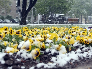 Hull a pelyhes áprilisi hó...  - fotó: Sándor Judit