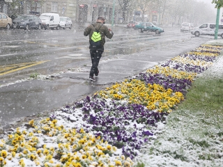 Hull a pelyhes áprilisi hó...  - fotó: Sándor Judit