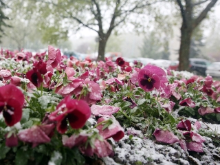 Hull a pelyhes áprilisi hó...  - fotó: Sándor Judit