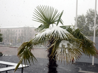 Hull a pelyhes áprilisi hó...  - fotó: Sándor Judit