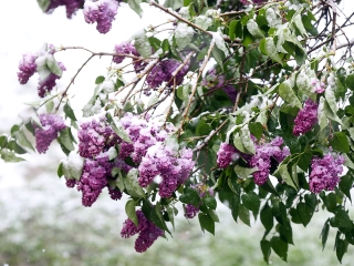 Hull a pelyhes áprilisi hó...  - fotó: Sándor Judit