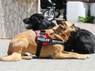 Rendvédelmi Nap 2017 - fotó: Sándor Judit