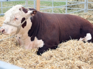 AgrárgépShow Mezőfalván - fotó: Sándor Judit