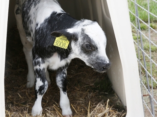 AgrárgépShow Mezőfalván - fotó: Sándor Judit