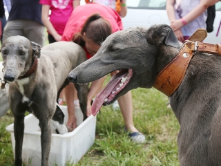 AgrárgépShow Mezőfalván - fotó: Sándor Judit