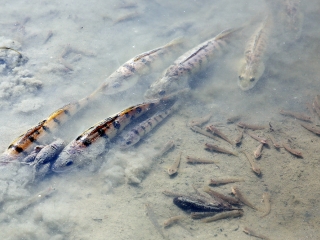 Halpusztulás a szabadstrandon - fotó: Sándor Judit